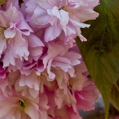 Hanami