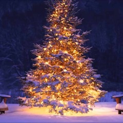 Christmas Tree Shopping