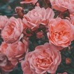 [FREE FOR NON PROFIT USE ONLY] Pluggnb type beat "roses"