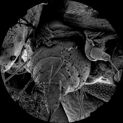 guv & TPR - Lampyris