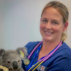 Koala Rehab With Dr. Kristin Doust