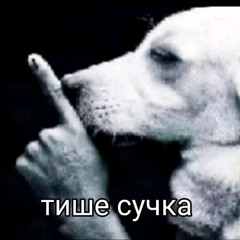 плю енот