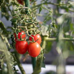 Watching Your Garden Grow Meditation