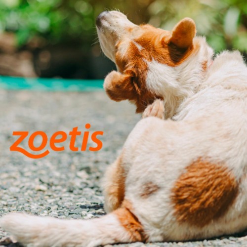 cytopoint and apoquel