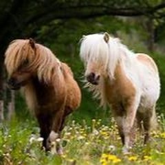 Raving Horse # 10 "Live im Ponystall" 2024-2