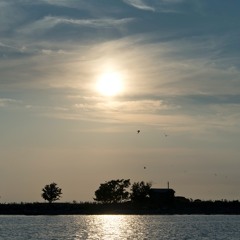 Sunrise with Herring Gulls - 15/7/2021 - Rayhat Reef