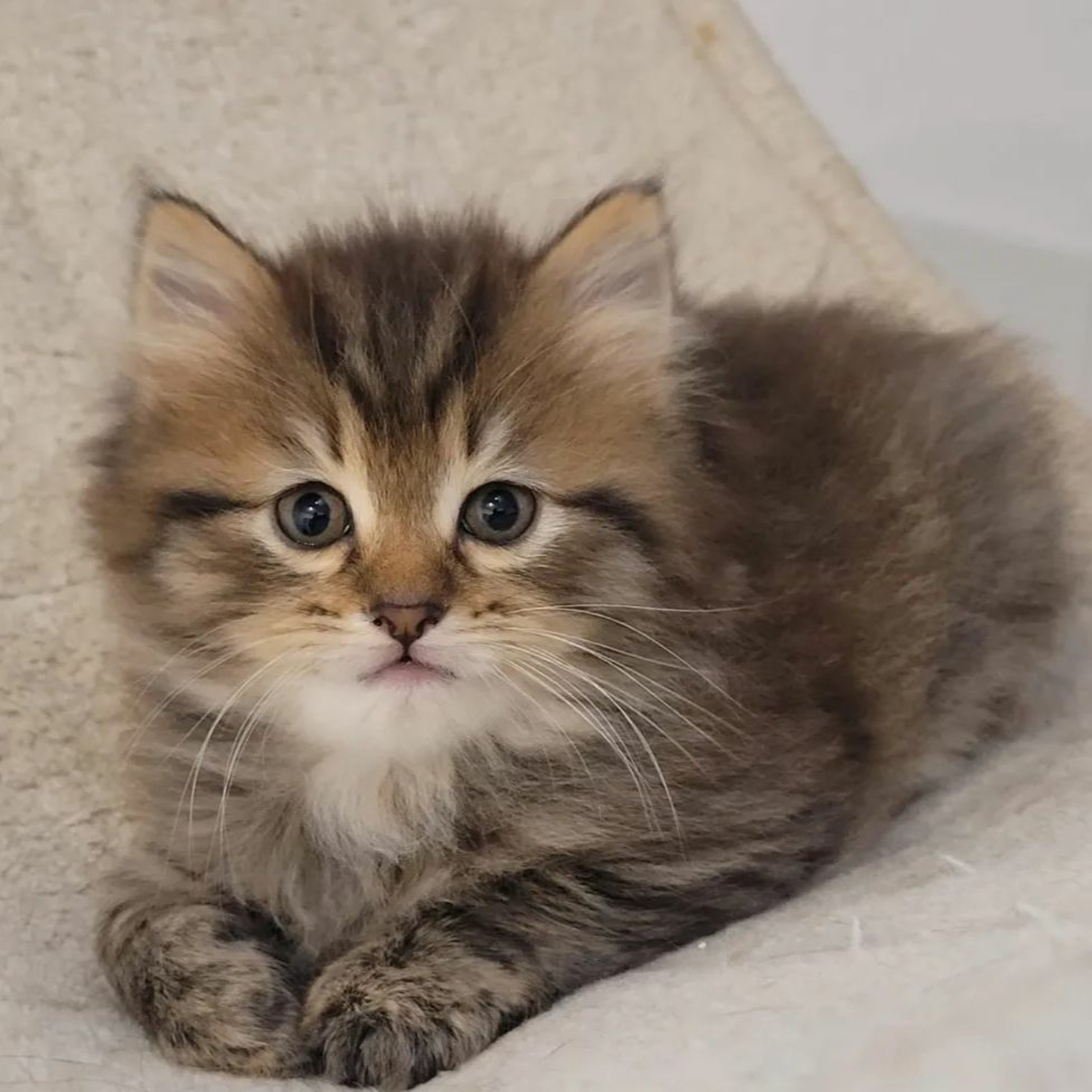 Le podCat