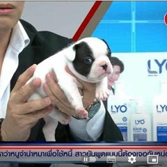 IFA Wartburg - Wenn IFA Wartburg spielt