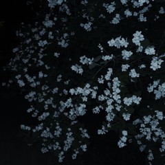 Flowers and Dirt (Remastered)