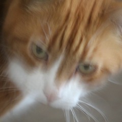 Metallic Thing by Janet Wolstenholme