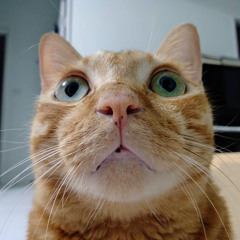 芒果之歌(Mango sing with me)