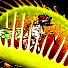 DINOSAURS WARLORDZ- Majik Machine. Gun (TURNTUP VENUS FLY)