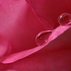 Dew Drops in the Morning