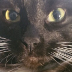 i know more deftones songs than you (demo)