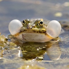 Edible Frog, Rana esculenta. Ätlig Groda. Raw File