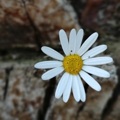 سورة الكهف-اسلام صبحي