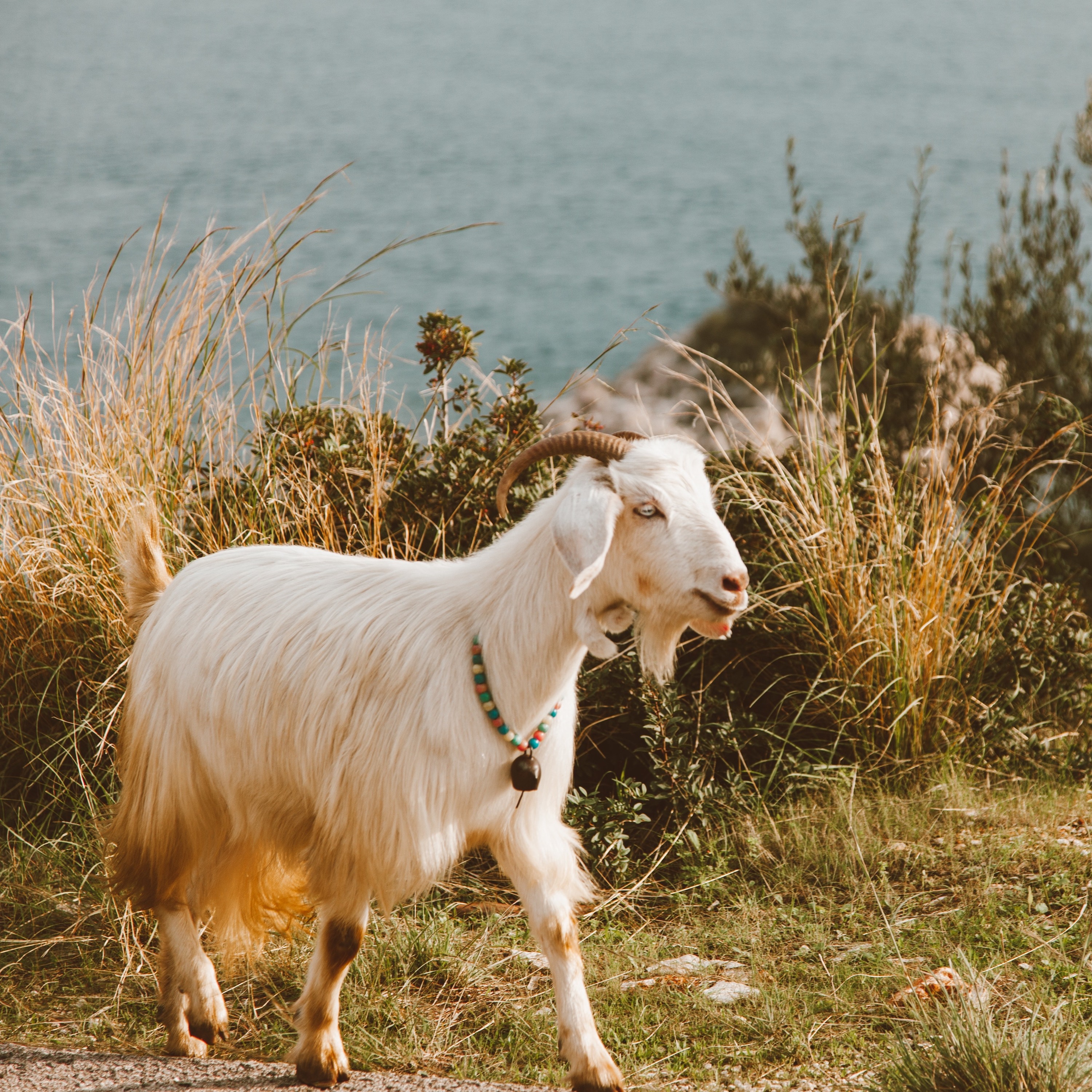 Wonderful Beast Theatre Company