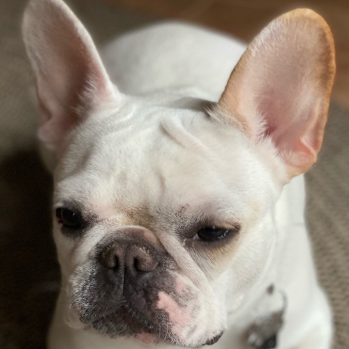 Stream wokkaaa | Listen to frenchie dad 