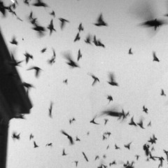 4drian + draefloxkin - birdz [ewwnsty] [exclusive]