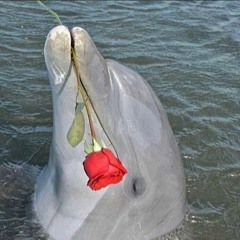 no quiero tocar tu corazon