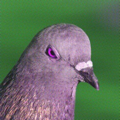 Plague Pigeon