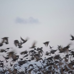 swan