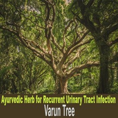 Ayurvedic Herb For Recurrent Urinary Tract Infection - Varun Tree