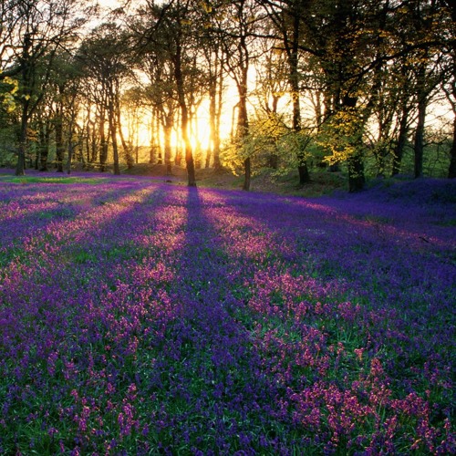 icebergcxc october samples 1/1