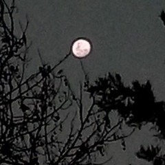 Hey Moon!(Molly Nilsson Cover)