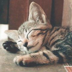 Sleepy Lounge