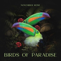 Birds of Paradise