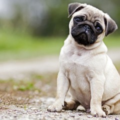 Grotten - Lille Hund (small dogs)