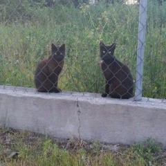 Naturia libellula with silas roe
