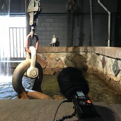 City Organism (City Museum)