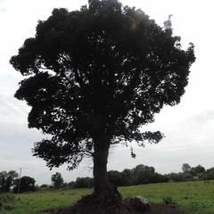 Goodbye mr oak tree…