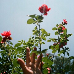 roses are red