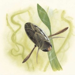 Water Boatmen Meet Electronic Bugs