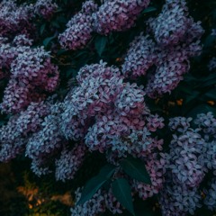 Field Journal Companion - Spring 2024
