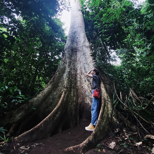 Stream Dong Phayayen Khao Yai Forest 202008 by Danyao Listen online