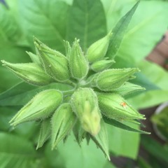 ZooM 04/2021