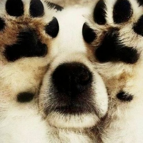 Paws On Edits Vol. 1