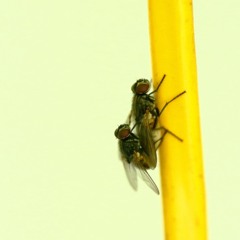 Insekten, Fische Und Käse