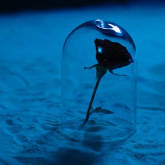 El Principito | Fragmento