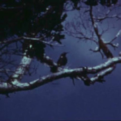 Kauaʻi ʻōʻō