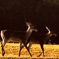 Thanksgiving Week Jam Tues Edition