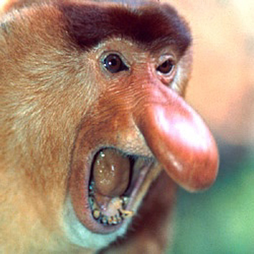 Crazy Looking Monkeys