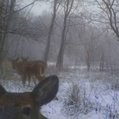 cee4! x kazi - tundra (marcusbasquiat) [pinkfangexclusive]