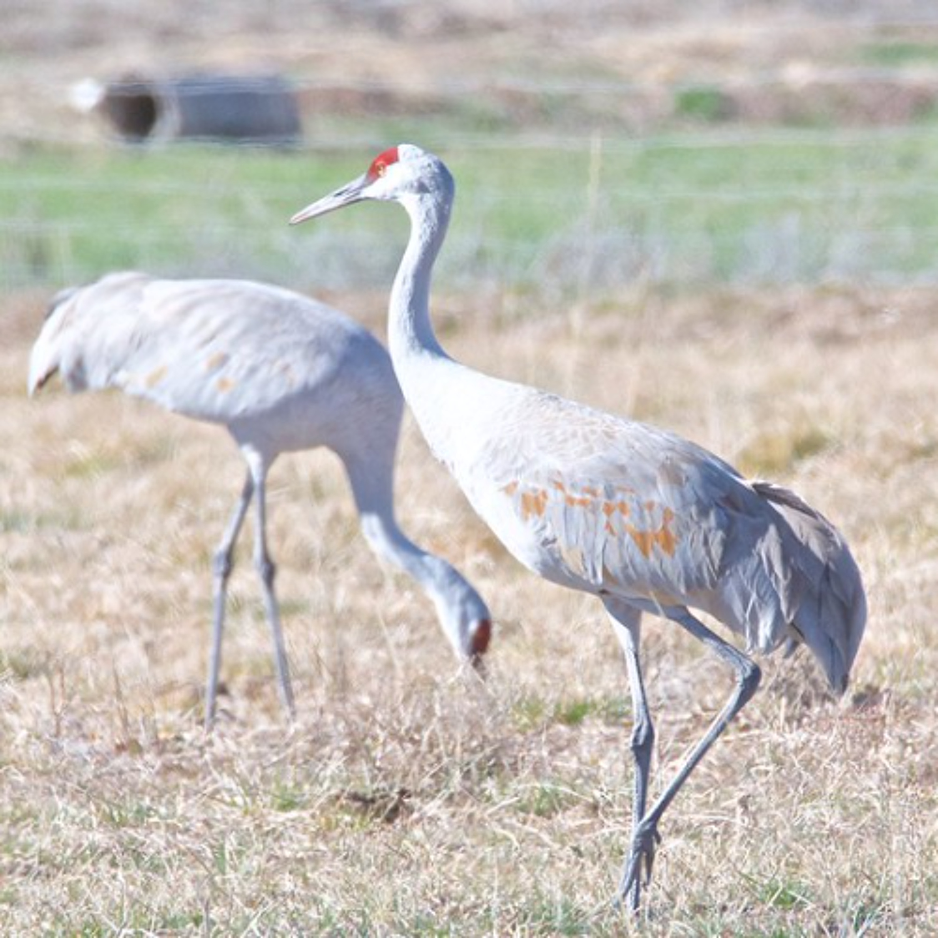 Sandhill crane hunting bill disregards science, farmers