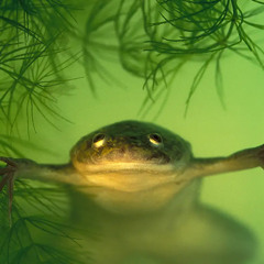 African clawed frog (tribal house)