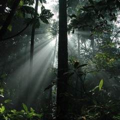 Sunlight through the Jungle (Jungle, D&B mix)
